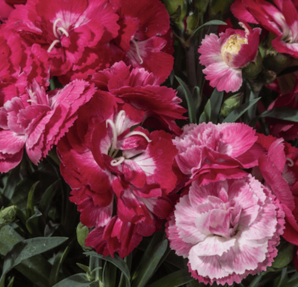 Dianthus Constant Cadence Milk Cherry (gallon pot)